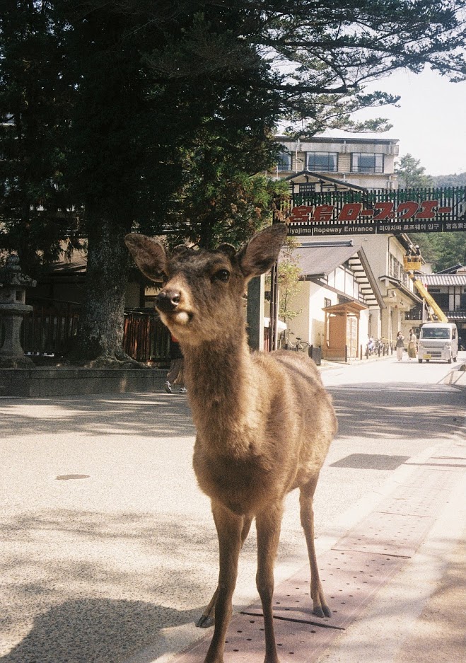 PEN EE-3 奈良の鹿