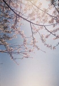 PEN-EE2で撮影した春の桜と空